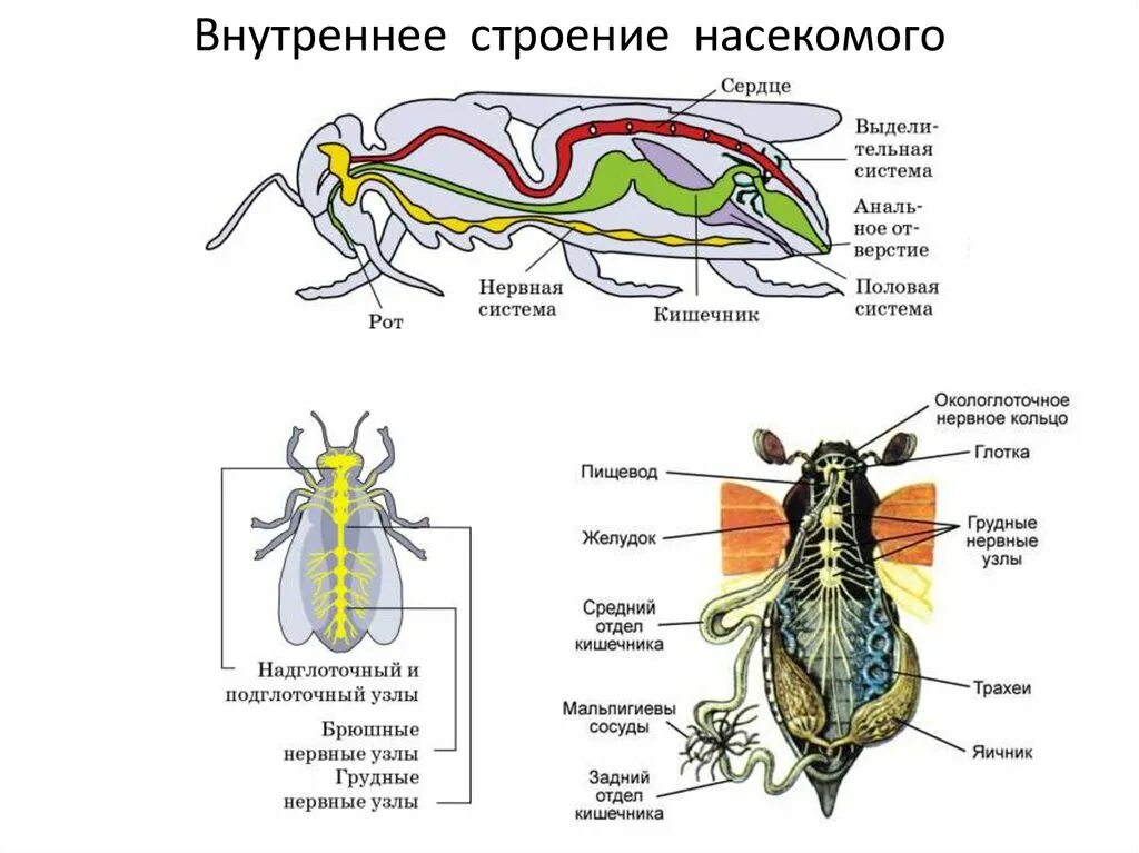 Картинки ОБЩИЕ ПРИЗНАКИ ВНЕШНЕГО СТРОЕНИЯ НАСЕКОМЫХ