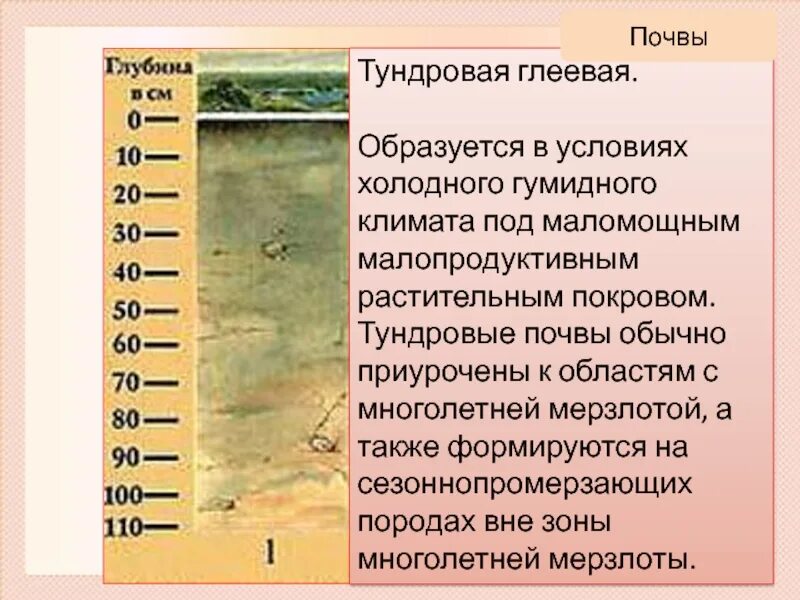 Глеевые почвы природная зона. Типы почв Тундровая глеевая. Тундрово-глеевые почвы фото. Тундровая глеевая природная зона.