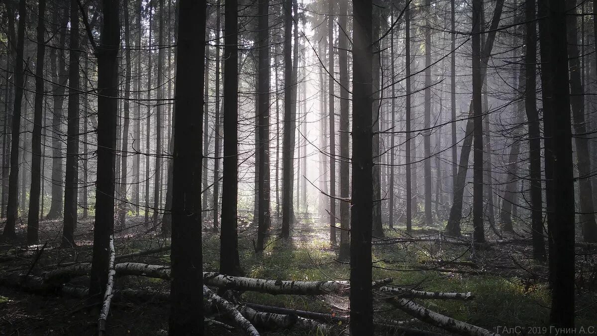 Унылый лес. Угрюмый лес стоит. Мрачный лес мох на деревьях на сцене. Поздняя осень в лесу. Лес без листьев.