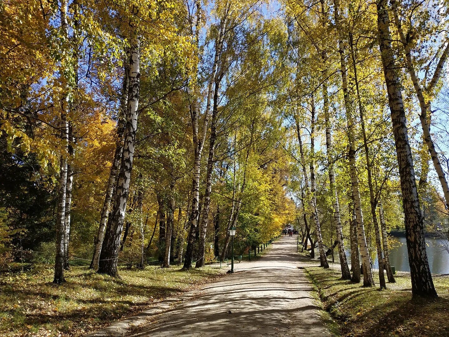 Ясные аллеи. Ясные аллеи. Березовая аллея ясная поляна. Березовая аллея в ясной поляне. Березовая аллея ясная поляна.
