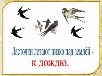 Низко летит к дождю