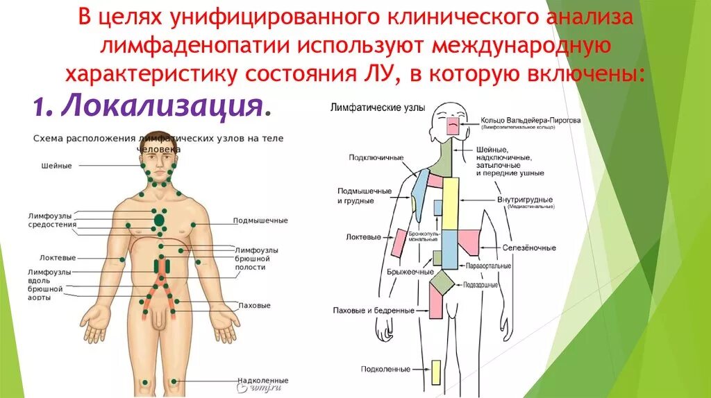 Что значат лимфоузлы. Схема расположения регионарных лимфоузлов. Лимфоузлы у женщин расположение схема. Лимфатические узлы на теле человека. Лимфоузлы локализация.