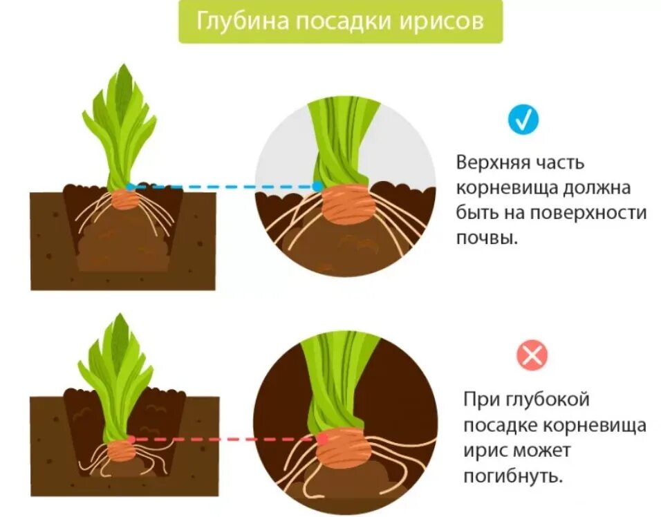 На какую глубину нужно сажать