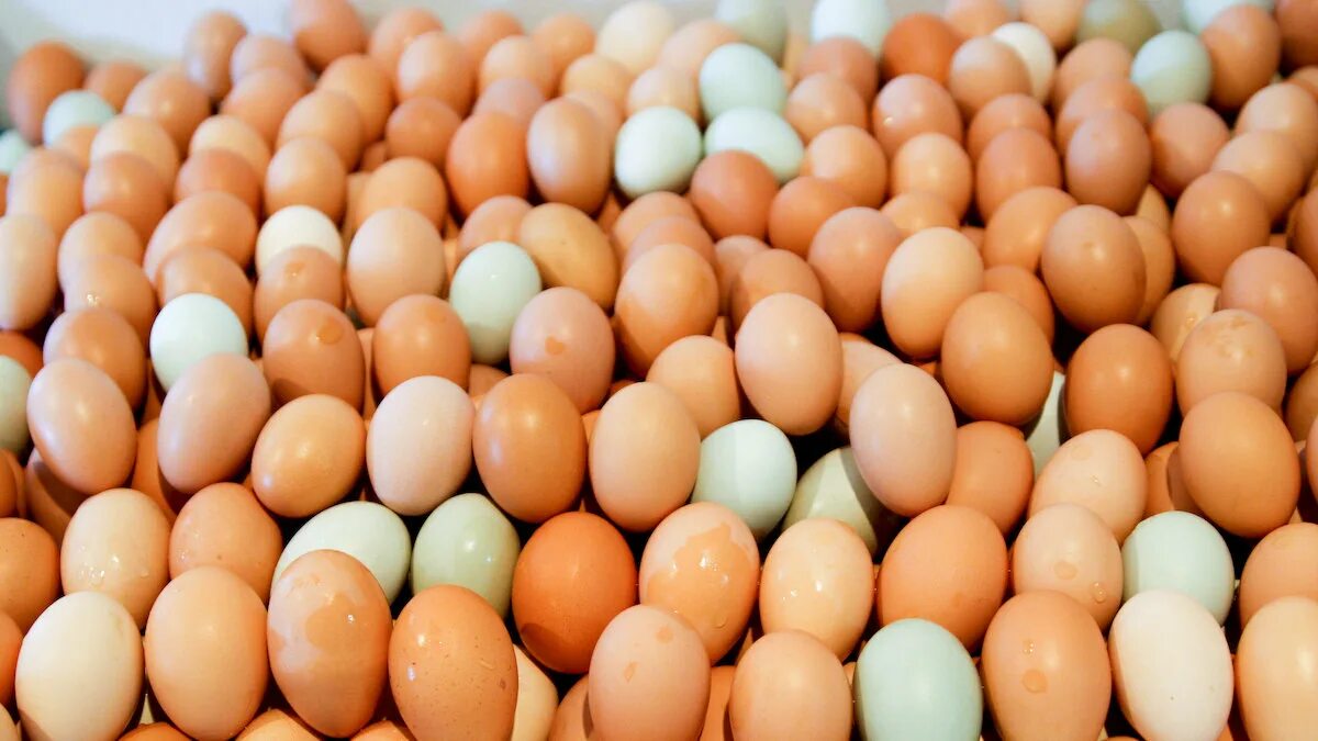 Много яиц. Ассортимент яиц. Очень много яиц. Яйца птиц.