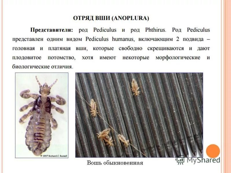 Вши представители. Отряд вши головная вошь. вши характерные признаки отряда. вши (anoplura) строение.