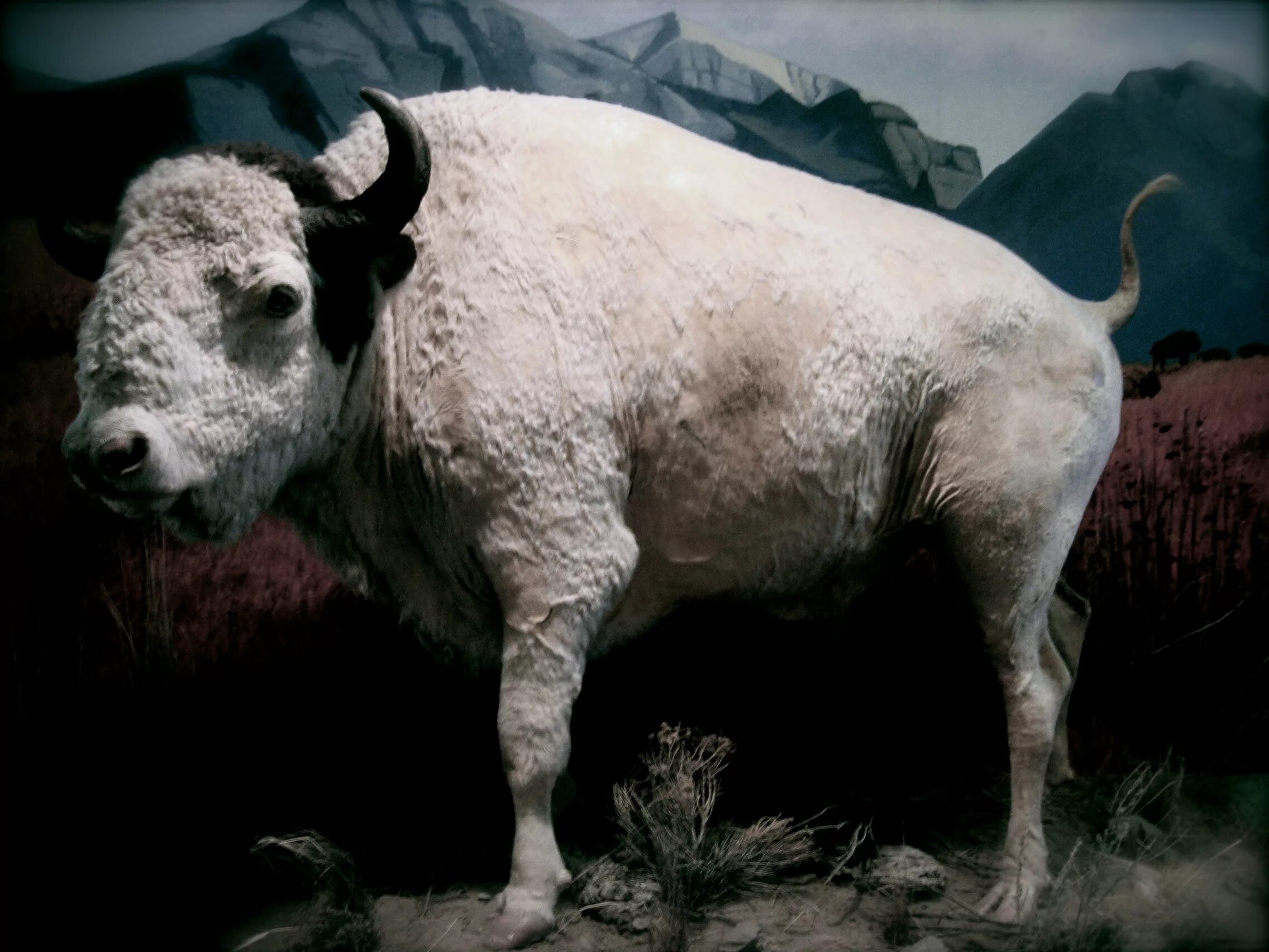 Длиннорогий буйвол пелоровис. Бизон рогатый скот. Бизон альбинос. Американский белый Бизон.