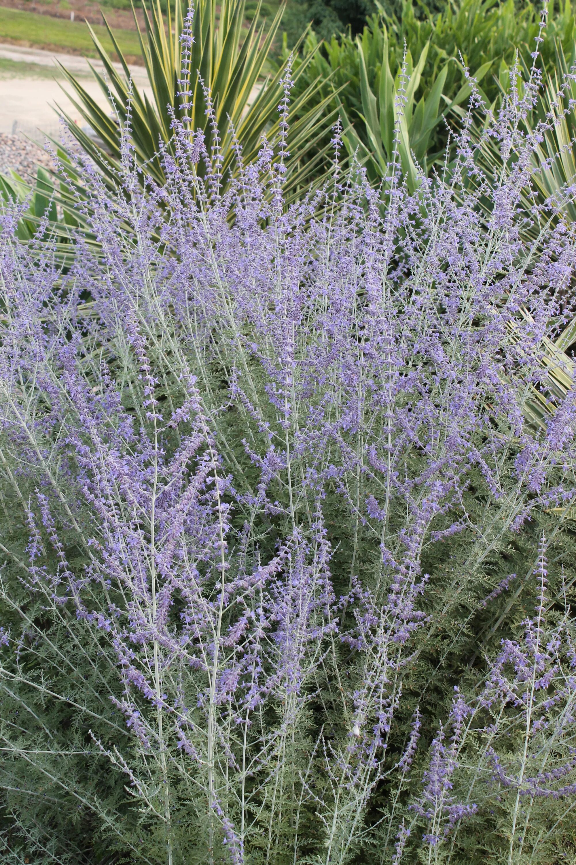 Perovskia atriplicifolia. Перовския лебедолистная little Spire. Перовския лебедолистная Taiga. Перовския Perovskia atriplicifolia Jelena. Russian plants