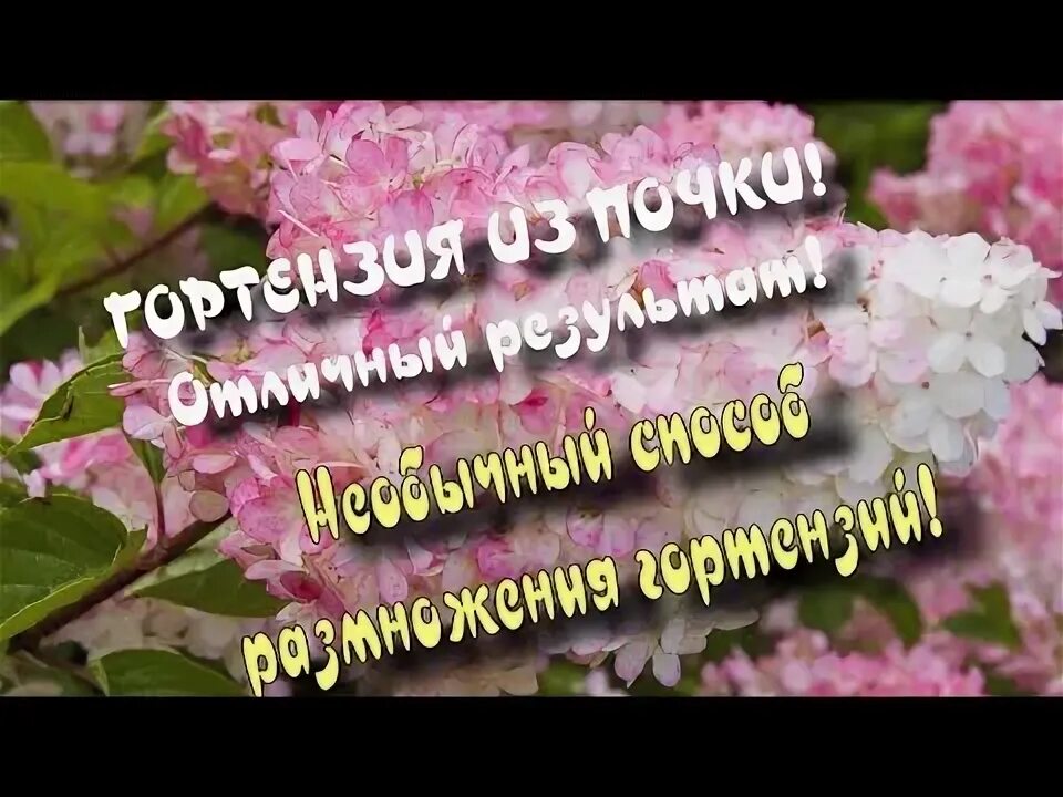 Как размножить гортензию почками. Как размножить гортензию почками