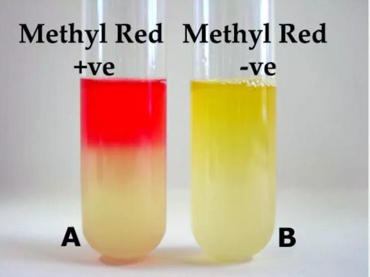 Реакция Фогес Проскауэра. Methyl Red. Реакция Фогес-Проскауэра микробиология. Реакция Фогеса Проскауэра энтеробактерии.