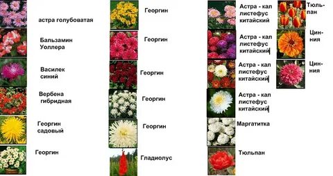 Длинные названия цветов