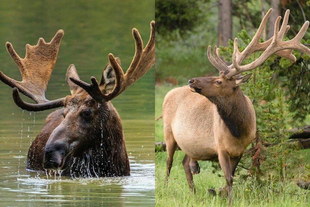 американский лось северной америки. лоси дерутся. рогатые животные. между лосем. сохатый великан.