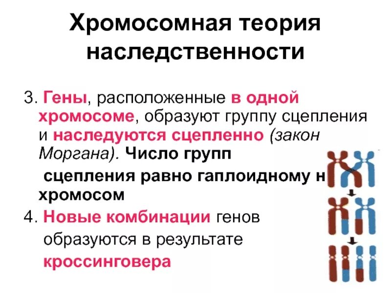 Хромосомная теория наследования ЕГЭ. Закон Моргана хромосомная теория наследственности кроссинговер. Хромосом на теория наследственности Моргана. Схема взаимного расположения генов в хромосоме составляющих одну.