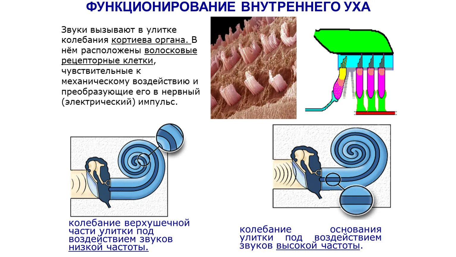 Последовательность звуковых колебаний передаются к рецепторам. Звуковые колебания физика. Закон звука. Восприятие звуковых колебаний. Прибор со звуковыми вибрациями.