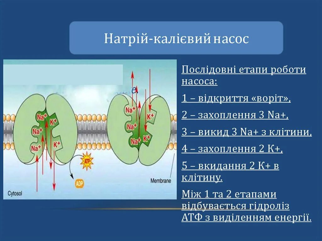 Работа натриево калиевого насоса. Натрий калиевый насос схема. калиево натриевый насос. функции натрий калиевого насоса. этапы калиево натриевого насоса.