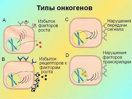 Онкогены
