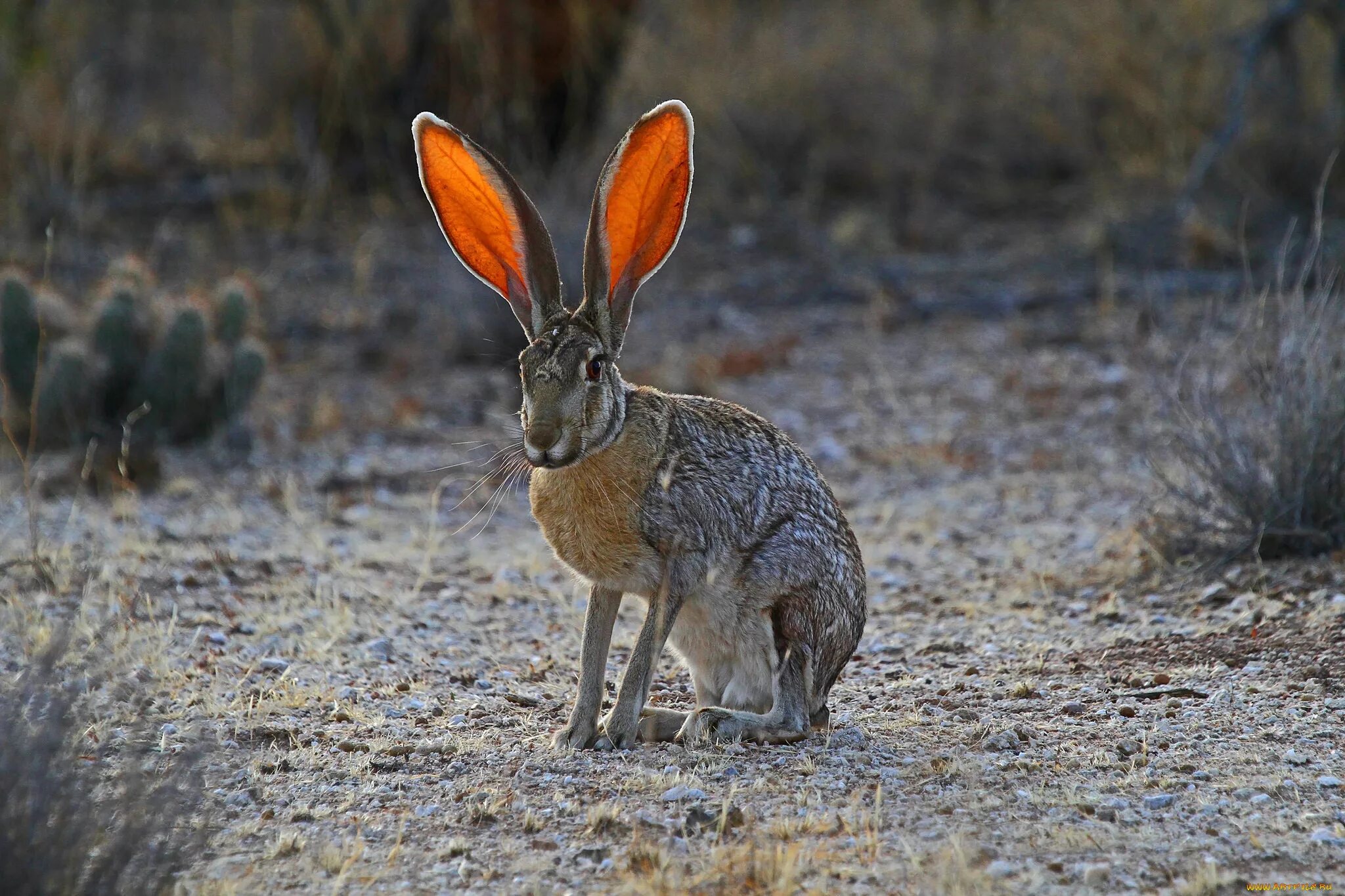 Почему уши у зайцев. Чернохвостый заяц Северной Америки. Чернохвостый калифорнийский заяц. Заяц Русак (Lepus europaeus). Толай Беляк Русак.