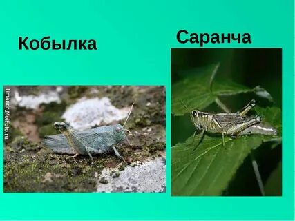 Кобылка слова