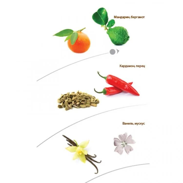 Бергамот бергамия. Перец бергамот. Джималой бергамот. Сирийский бергамот. Том форд venetian bergamot.