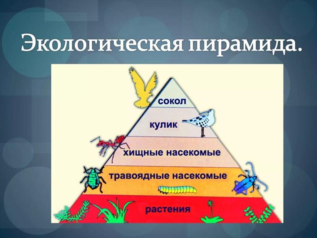 Экологическая пирамида биоценоза. Экологическая пирамида. Экеологическаяпирамида. Уровни экологической пирамиды. Экологически еприраииды.