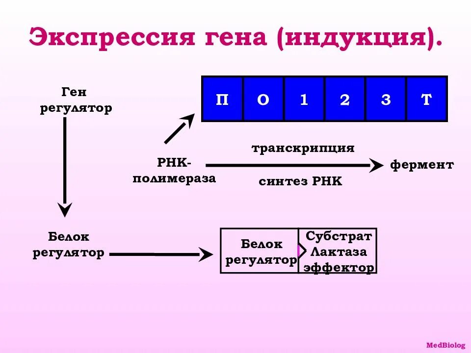 Экспрессия генов примеры. Экспрессия генов. индукция генов. индукция и репрессия ферментов. экспрессия гена у прокариот.