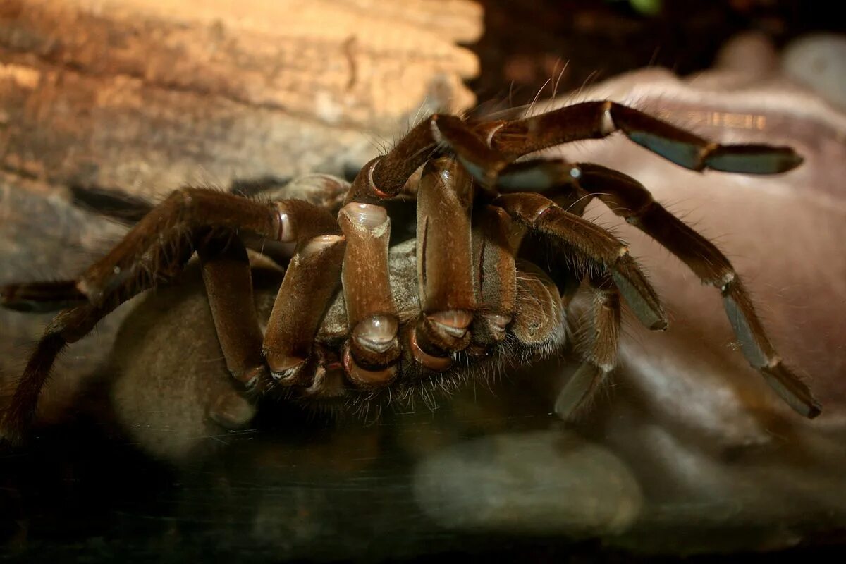 Giant Spider Tries To Eat A Mouse - YouTube