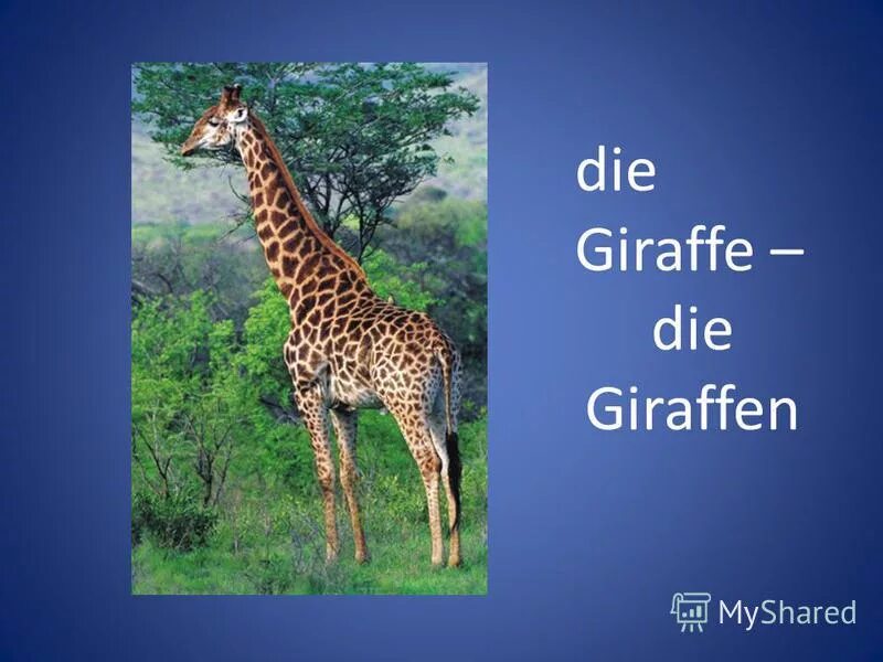 рассказ про жирафа на английском. жираф по английскому. Giraffe транскрипция и перевод. жираф по английскому. описание животного по-английскому жираф.