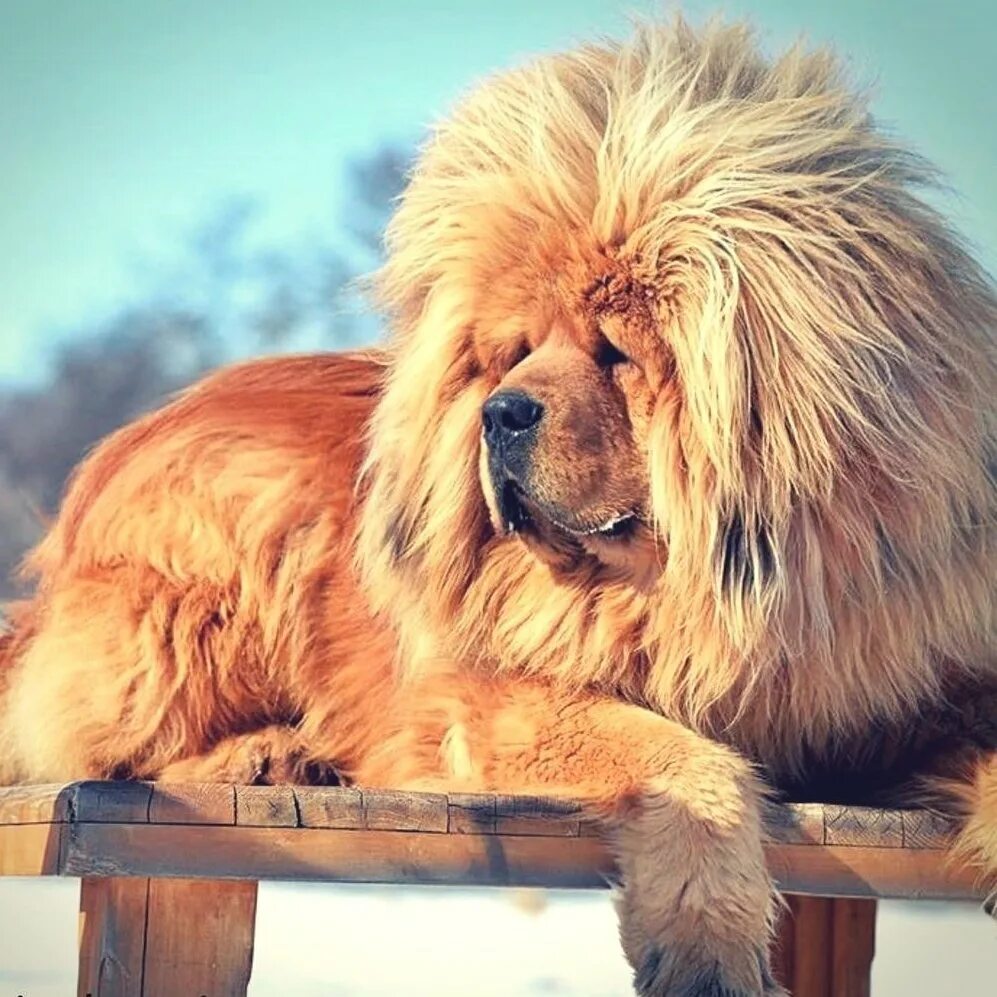 Огромная собака порода. Тибетский мастиф. Собака тибетский мастиф. Тибетский тибетский мастиф. Египетский мастиф.