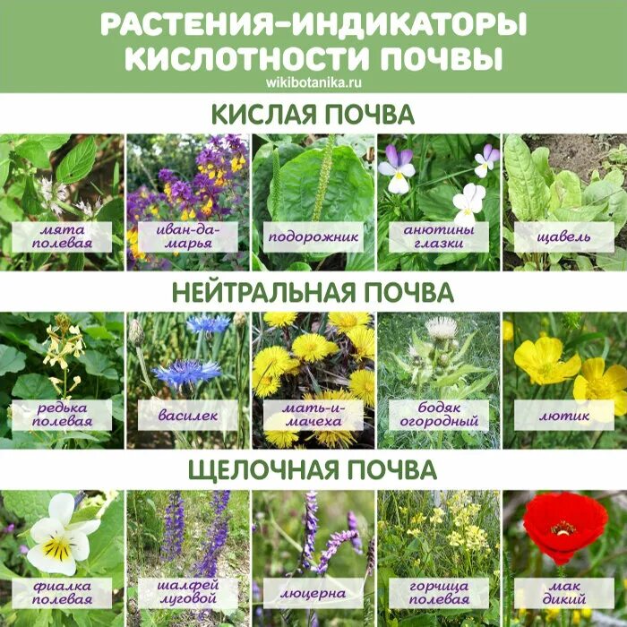 Какую кислотность почвы любит. Растения индикаторы кислотности почвы растения. сорняки индикаторы кислотности почвы. кислотность почвы растительные индикаторы. растения индикаторы кислотности почвы щелочной.
