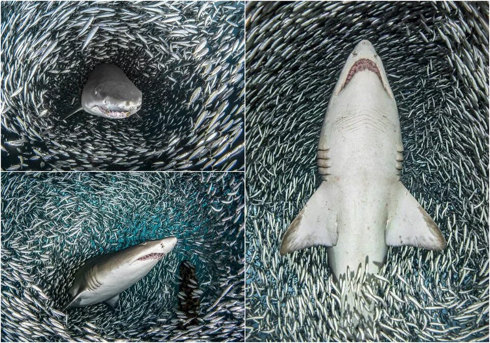 большие стаи рыб. обои с акулами и рыбами. акула плывет. мимо рыбы. мурмурация рыб.