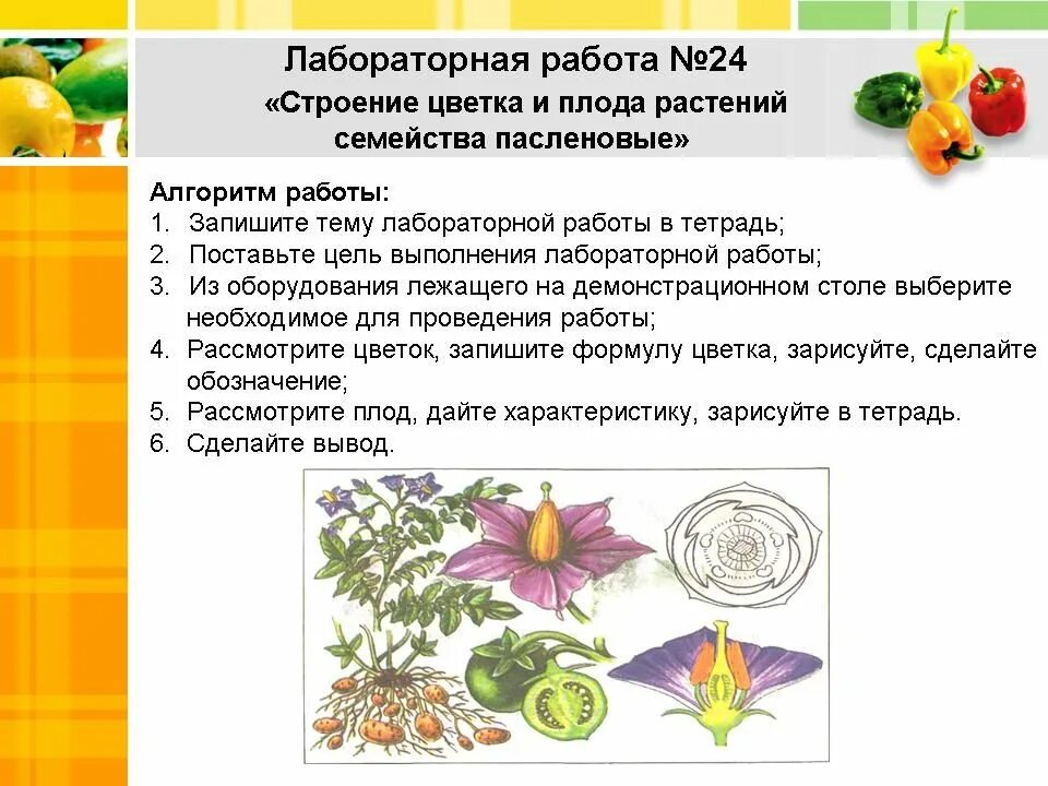 Двудольные Пасленовые. Лабораторная работа по теме семейства двудольных. Характеристика семейства Пасленовые. Семейство Пасленовые лабораторная работа. Покрытосеменные пасленовые двудольные паслен черный паслен