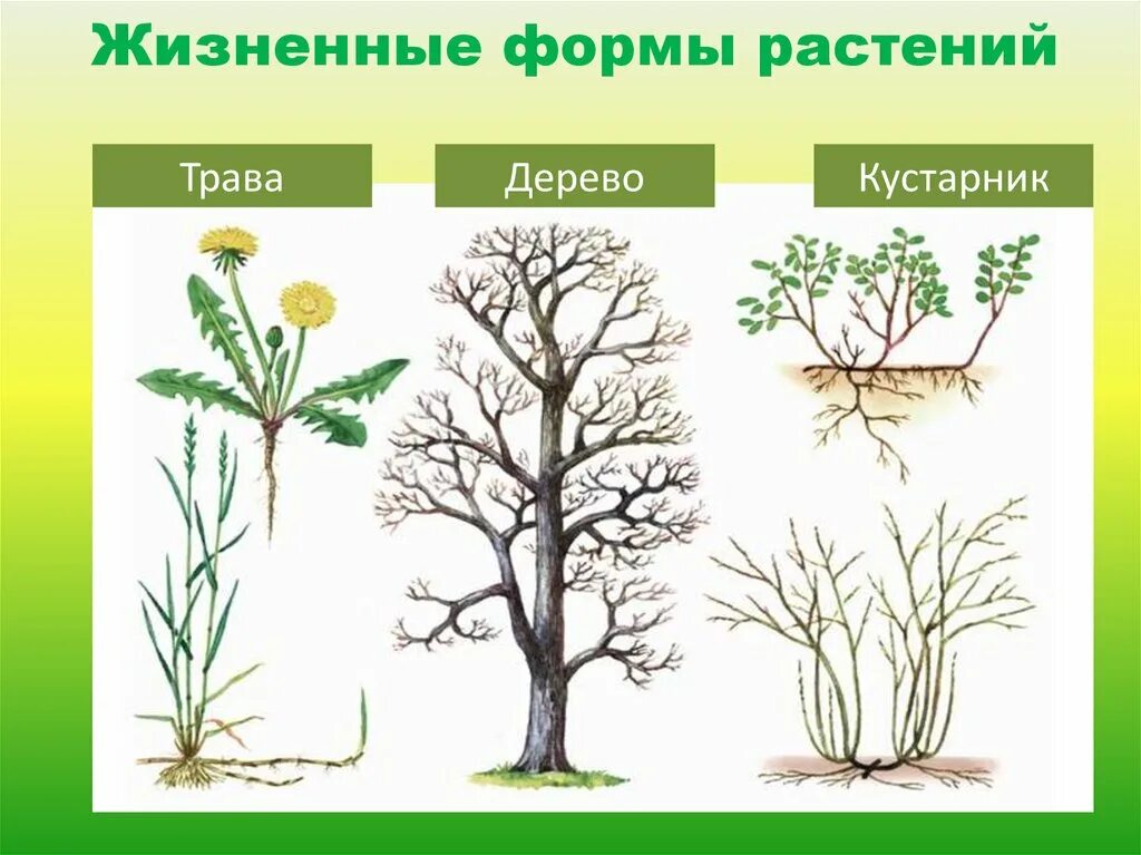 Жизненная форма растения травянистое кустарник дерево. Разнообразие жизненных форм растений. Жизненные формы травянистых растений. Жизненные формы деревьев и кустарников.