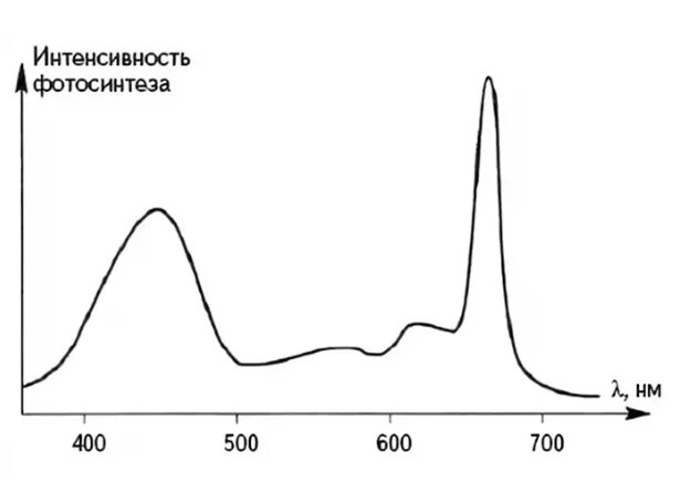 На каком графике изображена зависимость интенсивности фотосинтеза. На каком графике изображена зависимость интенсивности фотосинтеза