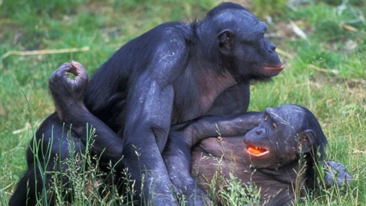 Шимпанзе бонобо. Горилла бонобо. Шимпанзе бонобо спаривание. Самка бонобо.