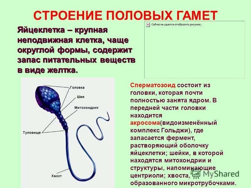 Мужская гамета. Строение мужских гамет. Строение и форма сперматозоида и яйцеклетки. Строение половых клеток и их особенности. Строение мужских и женских гамет.