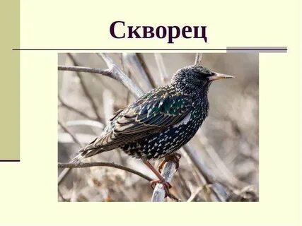 Скварец или скворец как пишется