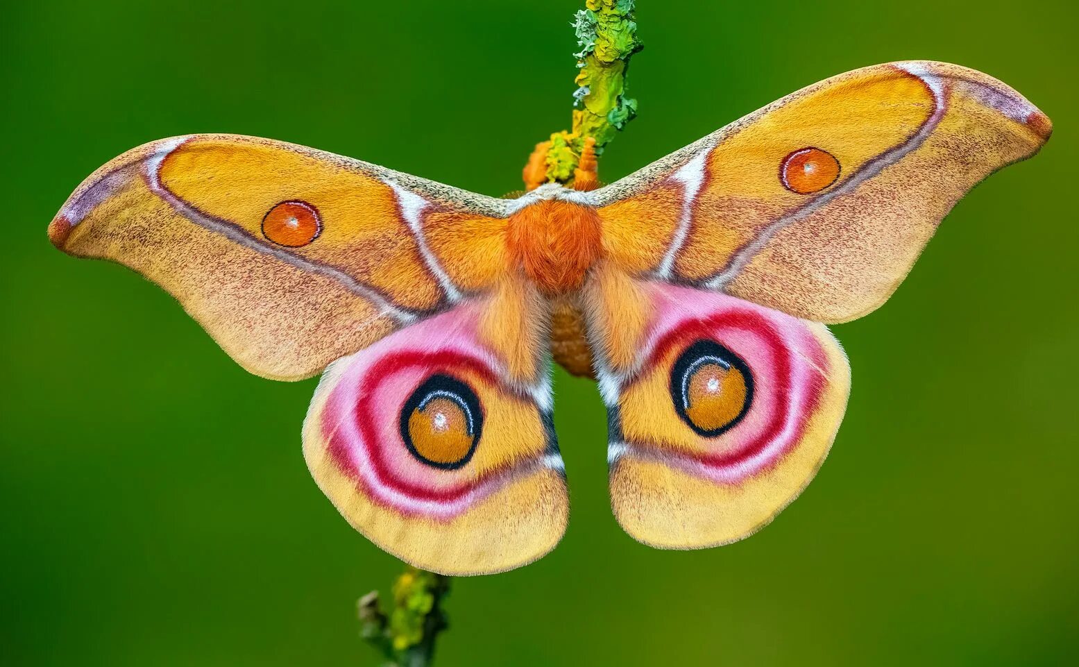 Бабочка павлиноглазка мимикрия. Экзотические бабочки. Бабочка сатурния павлиноглазка. Сатурния цекропия бабочка. Бабочка гретта отто.