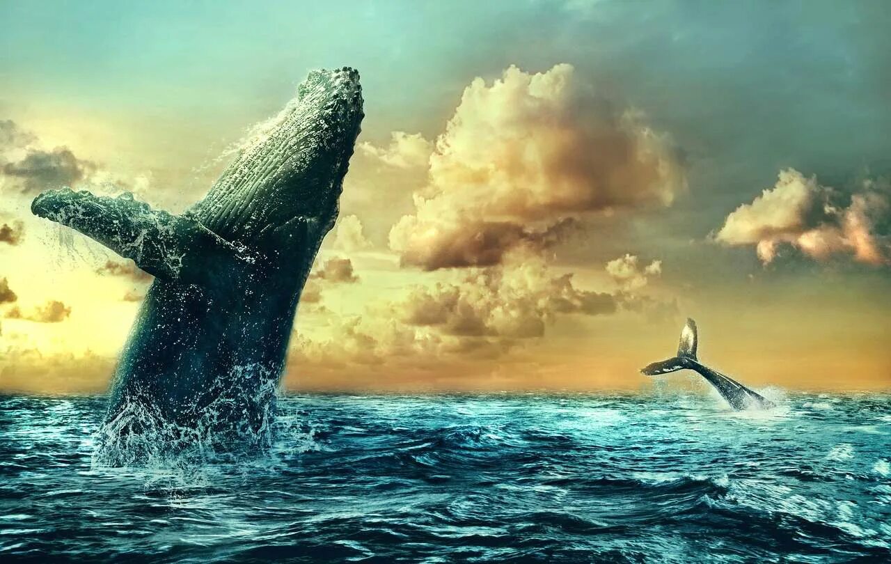 Кит обои на телефон. Кит в море. Киты в океане. Небесный кит. Заставка кит.