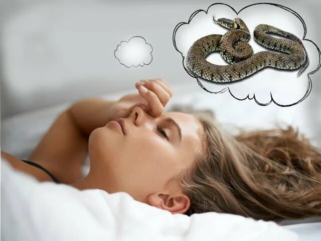 Ползущая змея во сне. Снятся змеи. Сон змеи к чему снятся змеи женщине.