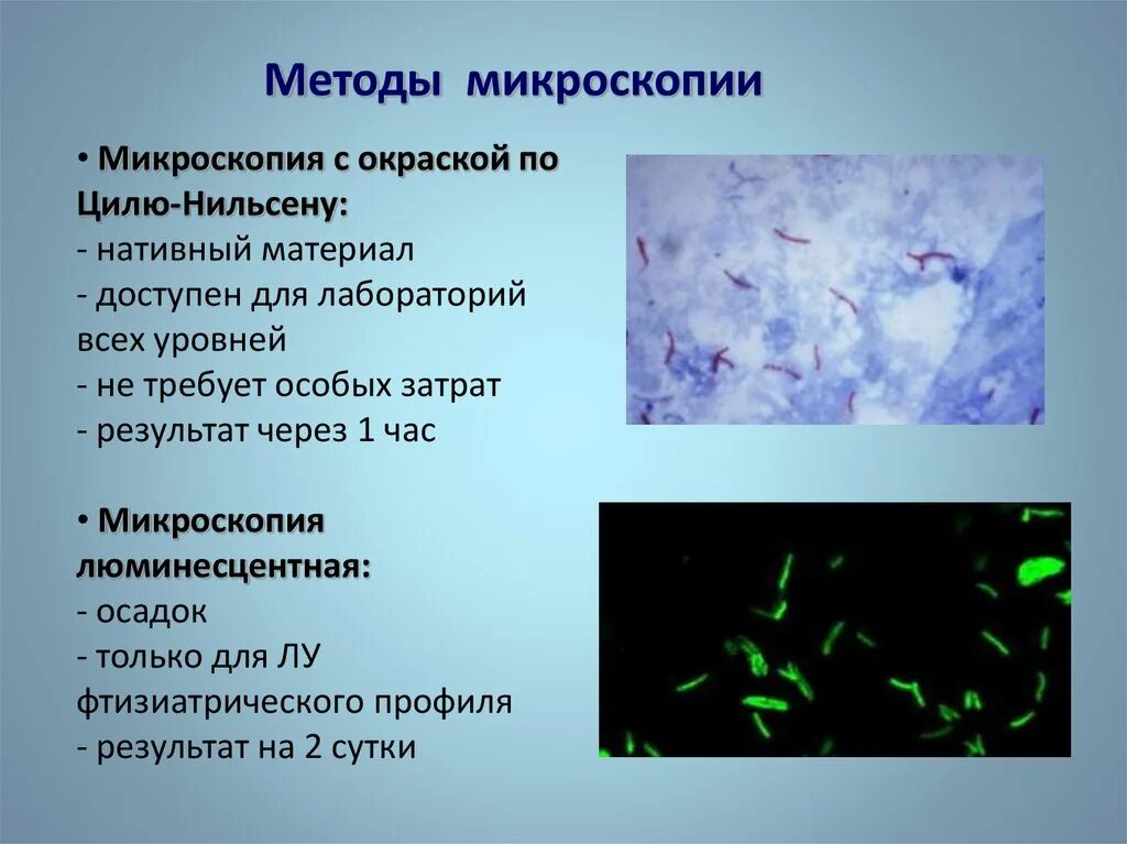 Туберкулез кокки