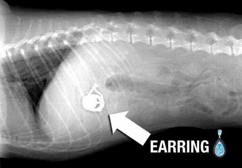 Кости в желудке собаки рентген. Барий для рентгена желудка собаке.
