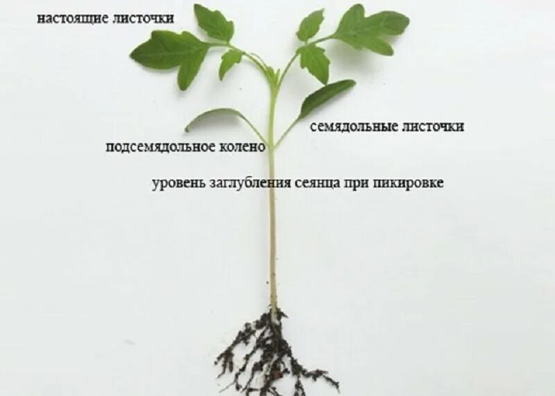 Схема рассады томатов. Схема пикировки рассады томата. Рассада томатов семядольные листья. Что такое пикировка рассады помидоров. Правильная пикировка томатов рассады.