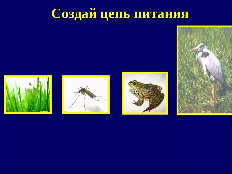 Питание в пресных водах. Пищевая цепь комар лягушка цапля. 2 Цепи питания на болоте. Пищевая цепь. Цепочка питания.