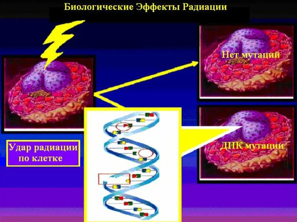 Биологическое действие радиации. Биологические эффекты радиации. Биологическое воздействие радиации. Биологическое действие радиоактивных излучений.