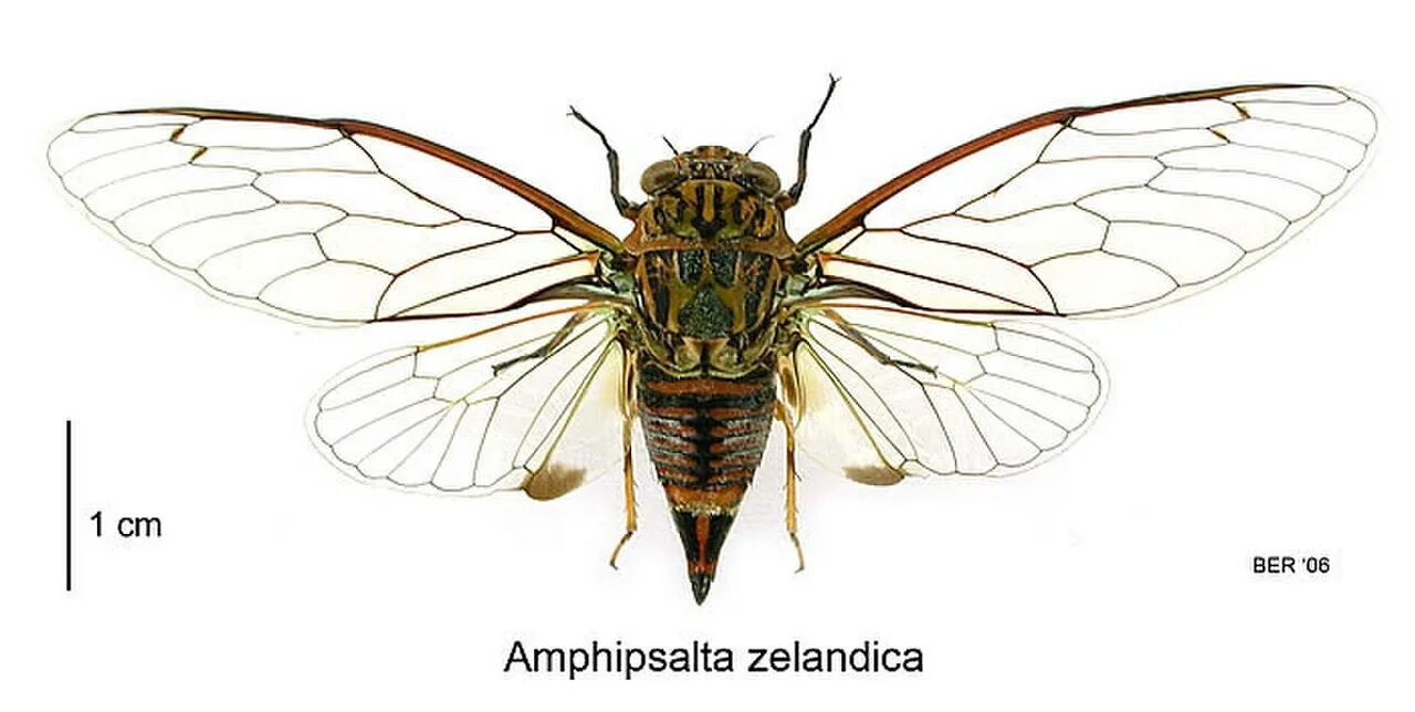 Строение крыльев цикады. Строение крыла цикады. Внутреннее строение цикады. Строение цикады. Царственная цикада помпония.