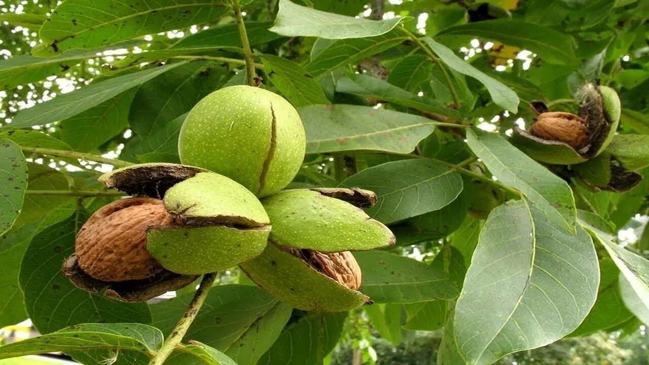 Какого размера грецкий орех. Грецкий орех juglans regia l.. грецкий орех в сочи. бескорый орех грецкий. крымский грецкий орех дерево.