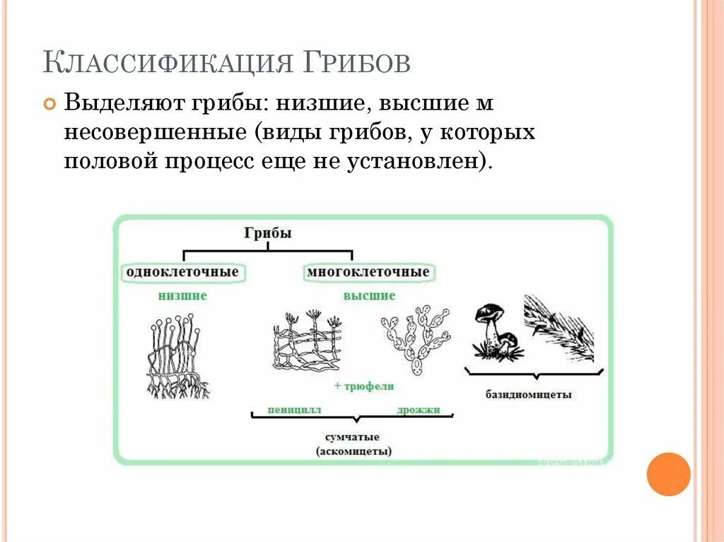 Классификация грибов микробиология схема. Классификация отделов царства грибов. Царство грибы классификация. Систематическая классификация грибов. Группы грибов 6 класс биология