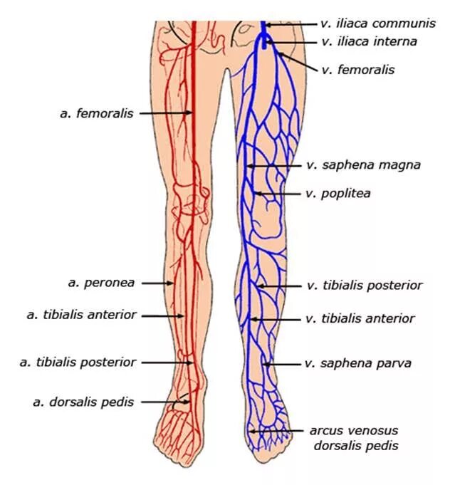 Кровоснабжение нижней конечности схема вены. Схема строения вен нижних конечностей. Артерии и вены нижних конечностей анатомия. Артерии нижних конечностей анатомия схема. Самая большая вена у человека где находится