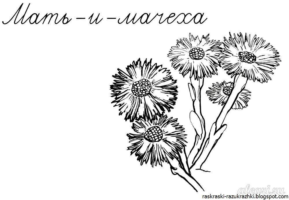 Весенние цветы раскраска мать и мачеха. Раскраска мать и мачеха цветок. Полевые цветы раскраска для детей. Мать-и-мачеха картинки раскраски.