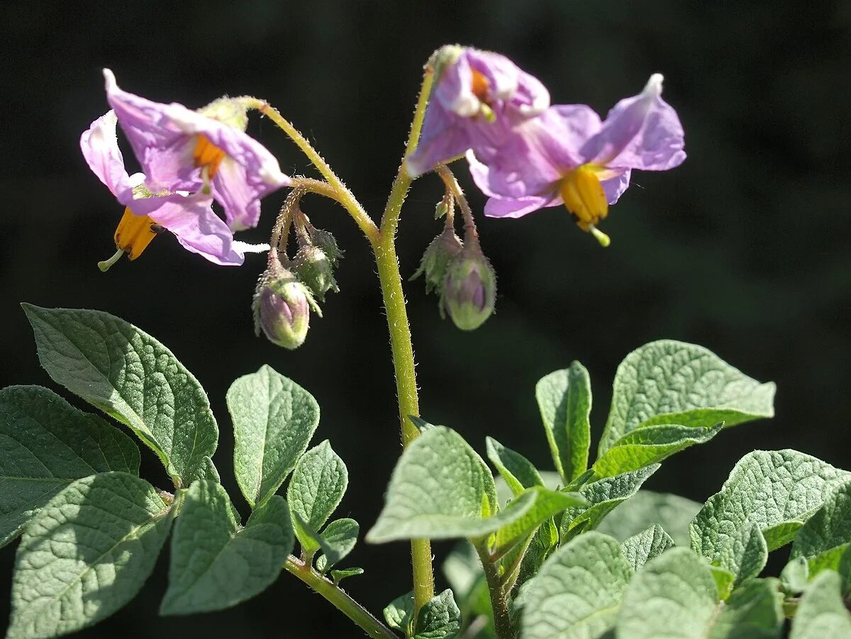Картофель паслен клубненосный впр. Solanum tuberosum побеги. паслен картофель. solanum tuberosum ‘laura’. паслен клубненосный, или картофель - solanum tuberosum.