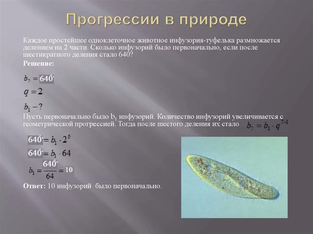 Кто был после простейших. Деление инфузории туфельки бесполое. Каждое простейшее одноклеточное животное. Инфузория туфелька размножается делением. Одноклеточные инфузория туфелька.